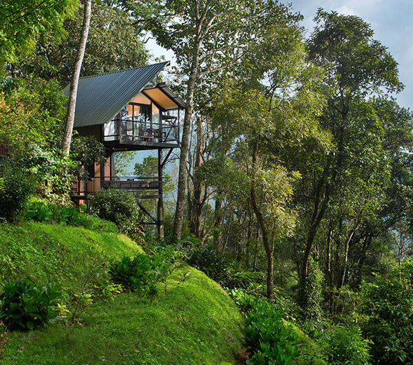 bamboo dale